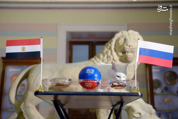 پیشگویی جدید گربه جنجالی