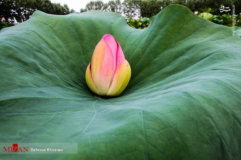 نیلوفرهای آبی مازندران