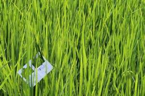 مبارزه بیولوژیک با کرم ساقه خوار در ۲۷۰۰ هکتار از شالیزاری های آمل