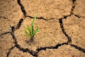 روز جهانی بیابان زدایی / مرهمی برای زخم های زمین + فیلم