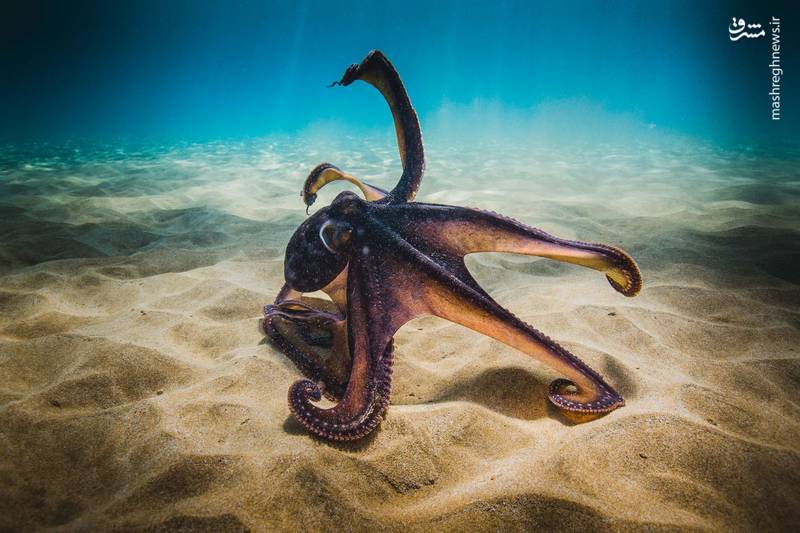 ورزش صبحگاهی در دریا