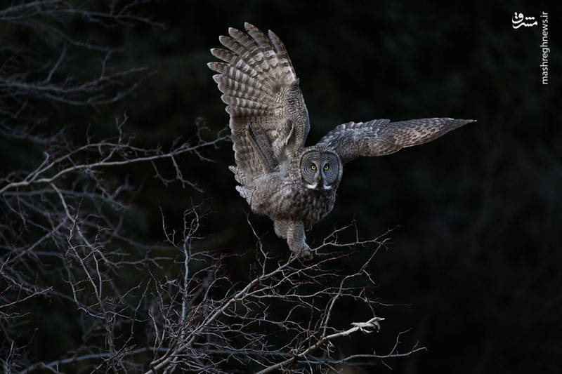 عکس‌های برتر مسابقات عکاسی پرندگان