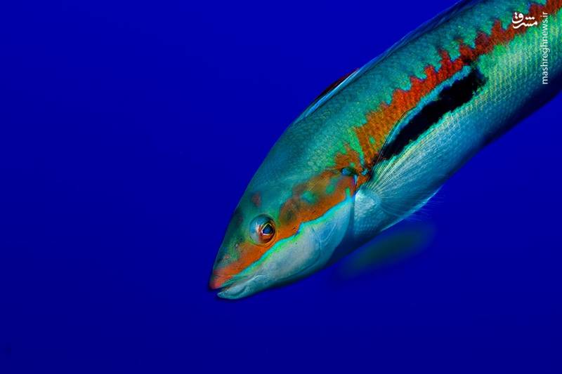 تصاویر زیبا از جنگل‌های مرجانی