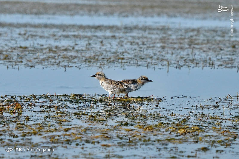 دیدنی‌های تالاب زیبای انزلی