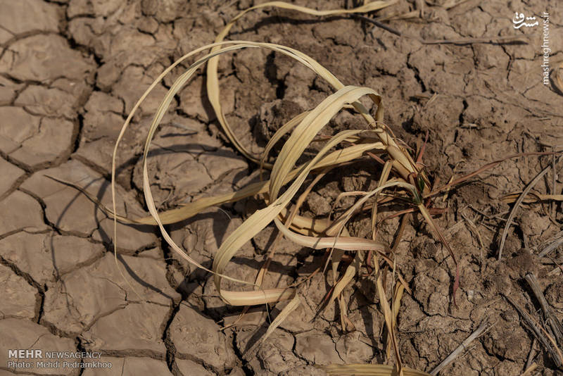 بی آبی به مزارع نیشکر هم رسید