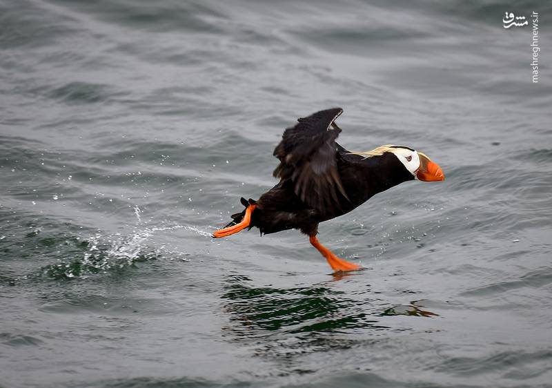 تصاویر منتخب حیات وحش هفته‎