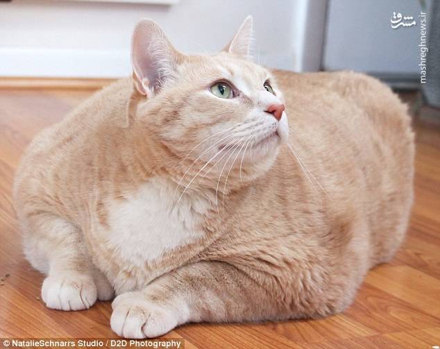 عکس/ چاق ترین گربه جهان