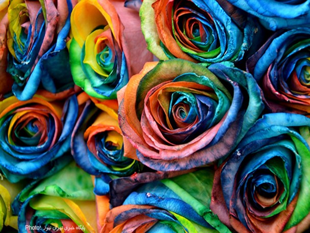 بازار گل امام رضا/ تصاویر