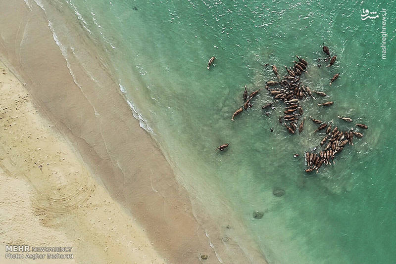 شستشوی شترها در جزیره قشم