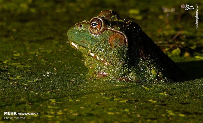 تصاویر منتخب حیات وحش هفته