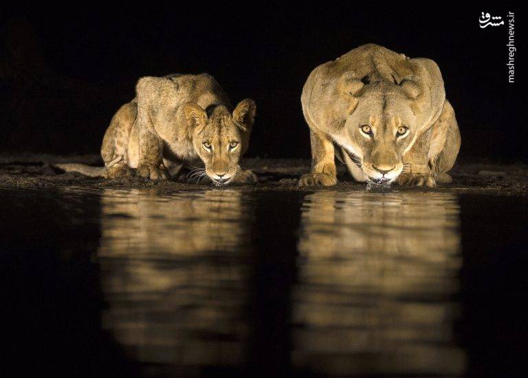 آب خوردن شیرها در شب‎