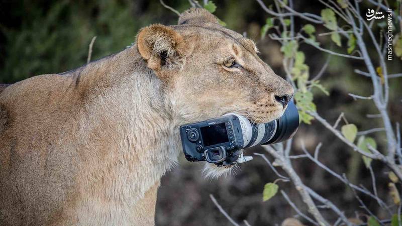 عکس/ اسباب‌بازی عجیب بچه‌های سلطان!