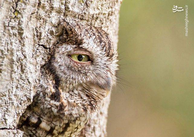 تصاویر دیدنی از استتار حیوانات