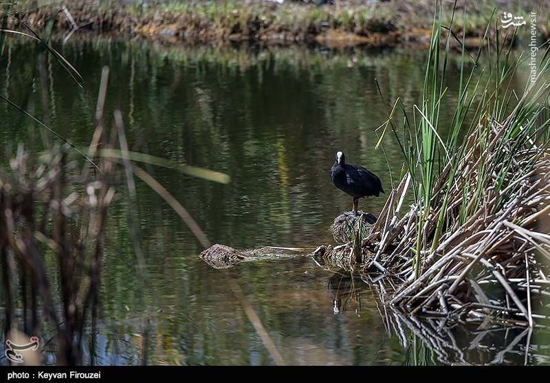 خطر در کمین بزرگترین دریاچه آب شیرین ایران