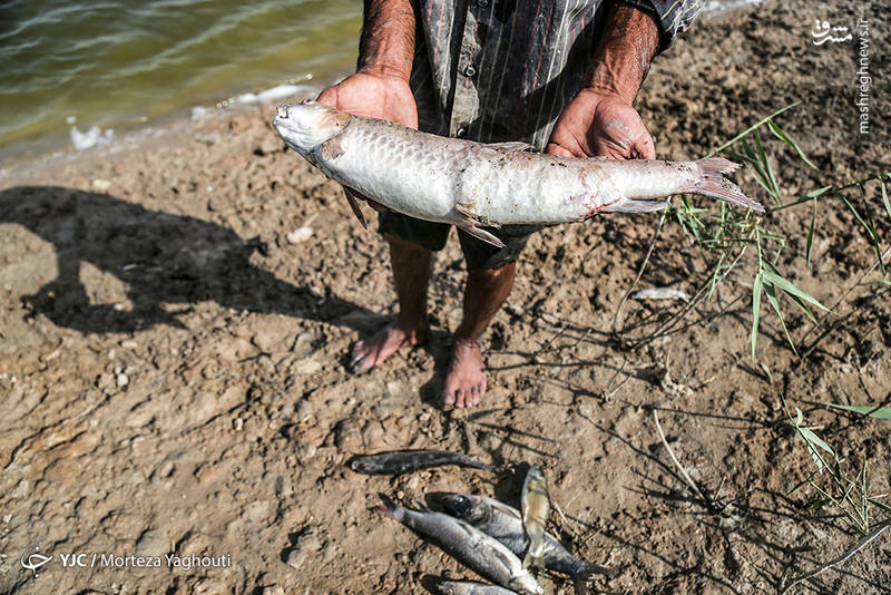 عکس/ مرگ ماهیان در خرمشهر