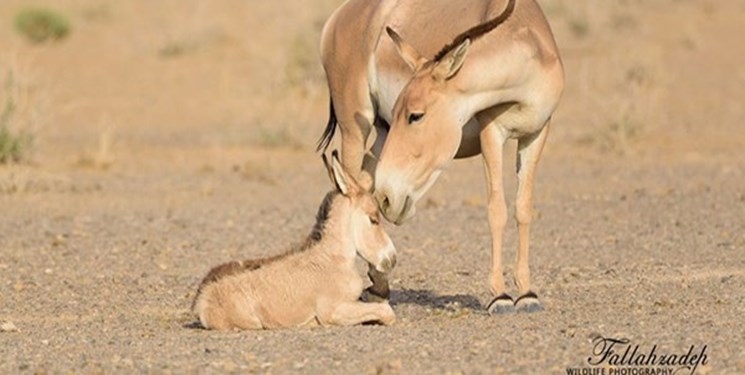 فرار گورخری!