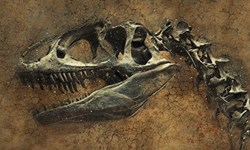 کشف دایناسور ۷۰ میلیون ساله در بیابان «گبی»