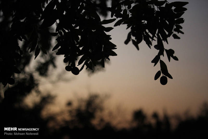 عکس/ برداشت عناب را دیده‌اید؟