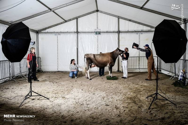 عکس/ فستیوال بزرگترین گاو انگلیسی!