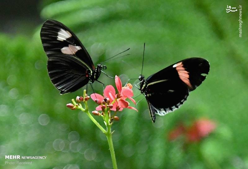 نمایشگاه پروانه‌ها