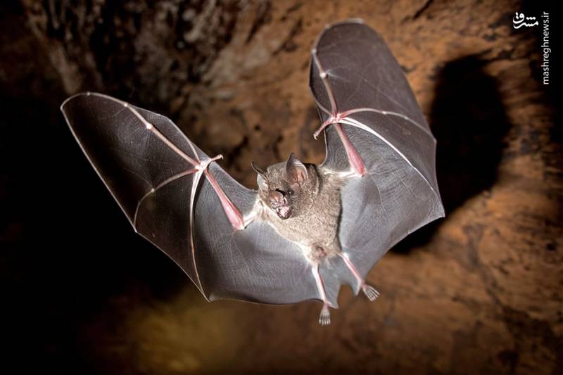 تصاویر منتخب حیات وحش هفته‎