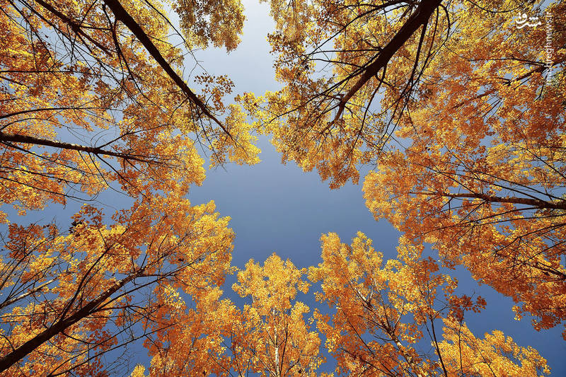 پاییز هزار رنگ‎