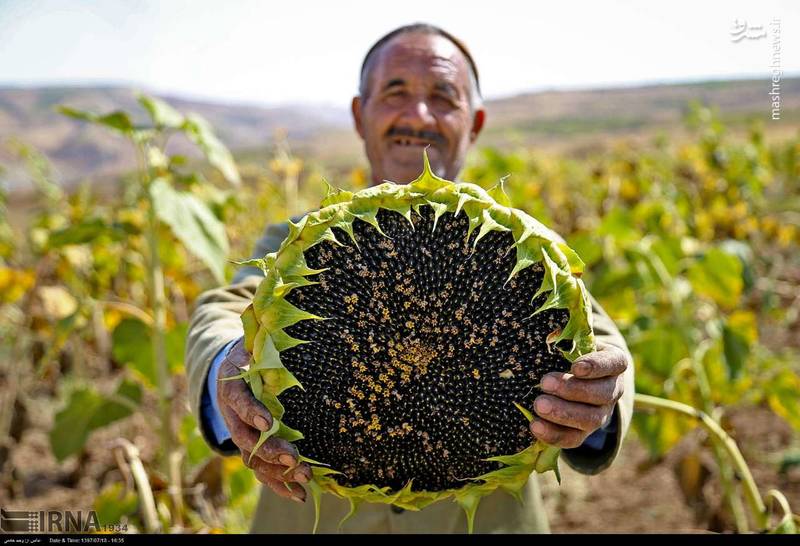 فصل برداشت گل آفتابگردان