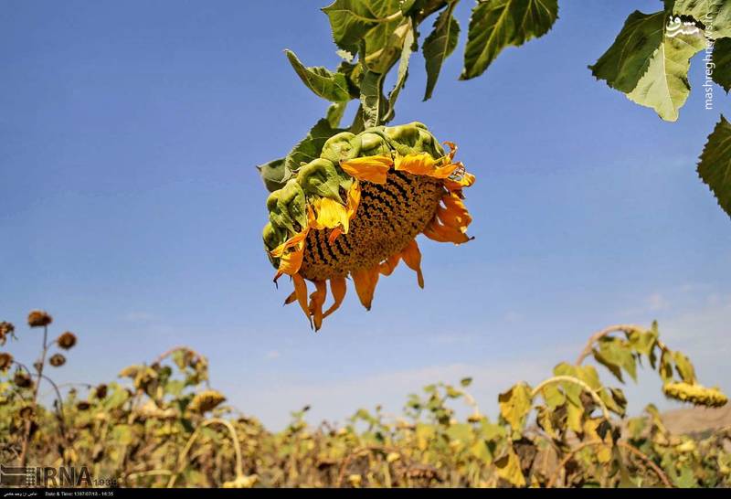 عکس/ فصل برداشت گل آفتابگردان