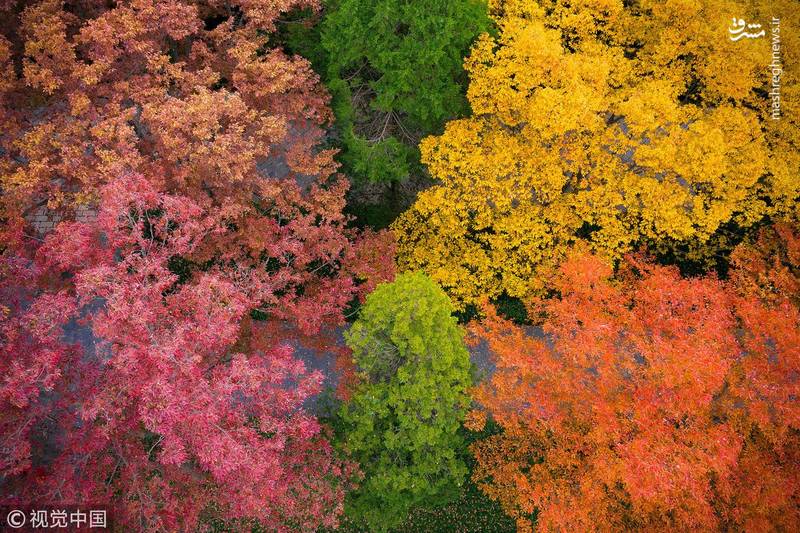 جشنواره رنگ‌ها در چین