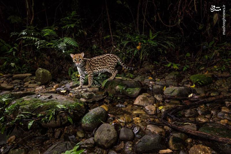 عکس/ پلنگچه در تَله دوربین!