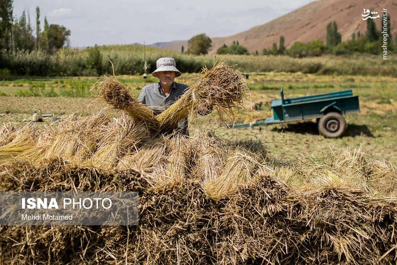برداشت سنتی برنج در الموت