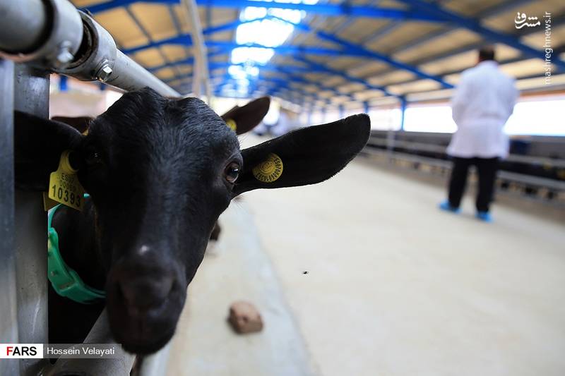 پروژه بنیاد مستضعفان در مناطق محروم