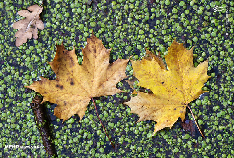 تصاویر زیبا از فصل پاییز