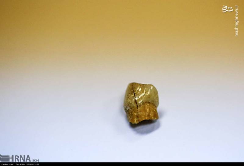 کشف دندان ۴۵ هزار ساله در کرمانشاه!