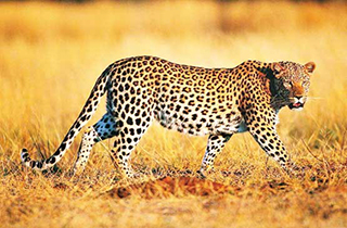 تلف شدن یک پلنگ در شاهرود با داروی بیهوشی + فیلم