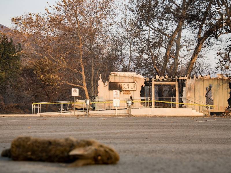 عکس/ گرفتار شدن حیوانات در میان شعله‌های آتش