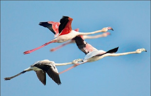 فیلم/ فلامینگوها بر روی باند فرودگاه خرم آباد!