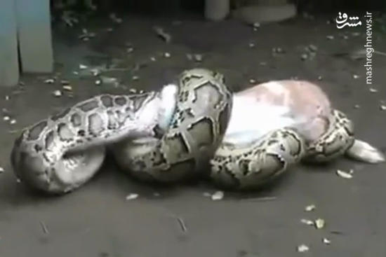 فیلم/ معرکه گیری آتش نشان ها با مار غول پیکر!