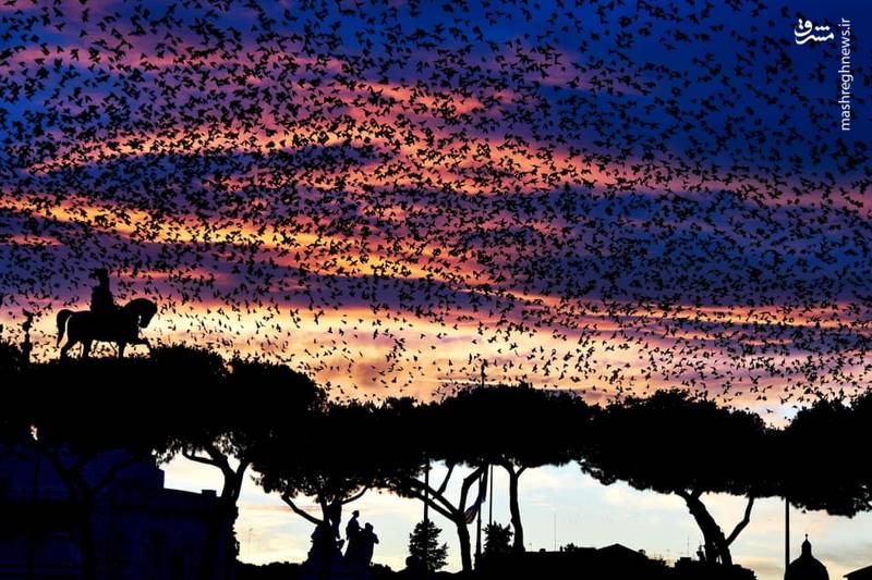 تصاویر منتخب حیات وحش هفته‎