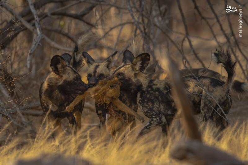 تصاویر هولناک از شکار سگ‌های وحشی آفریقایی