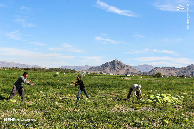 عکس/ برداشت هندوانه از مزارع هشتبندی