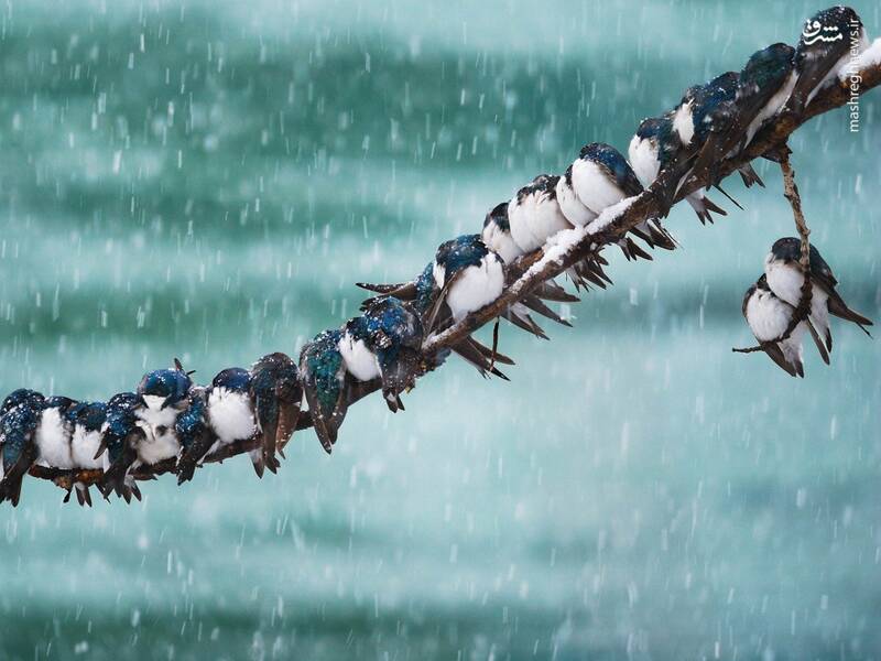 حیوانات در زمستان چطور گرم می‌شوند؟