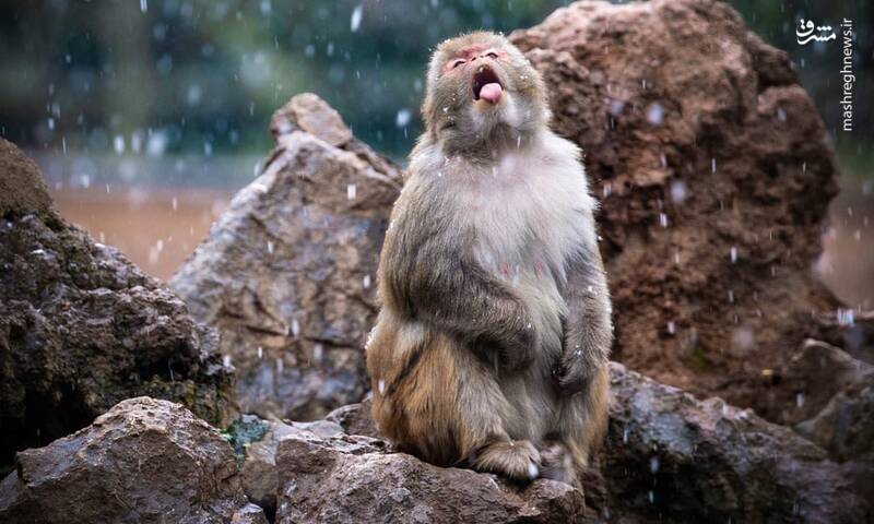 تصاویر منتخب حیات وحش هفته‎