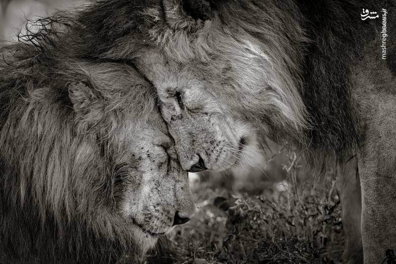 تصاویر منتخب حیات وحش سال‎