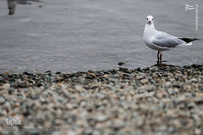 میهمانان زمستانی دریاچه چیتگر