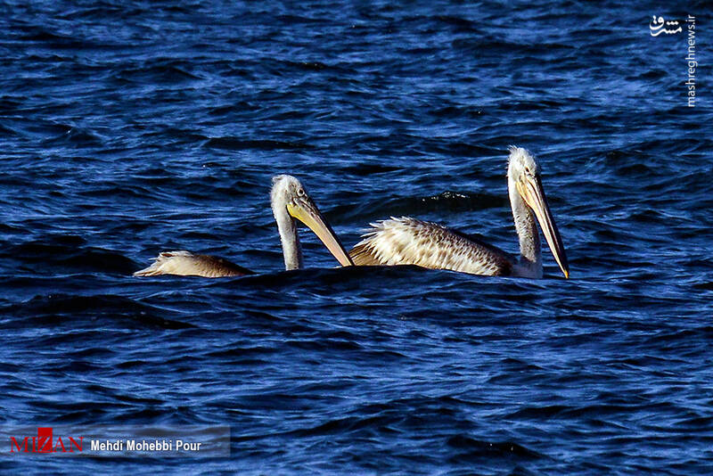 میانکاله، بهشت پرندگان ایران