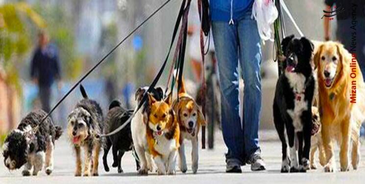 فیلم/ ارتباط زندگی لاکچری و سگ بازی چیست؟