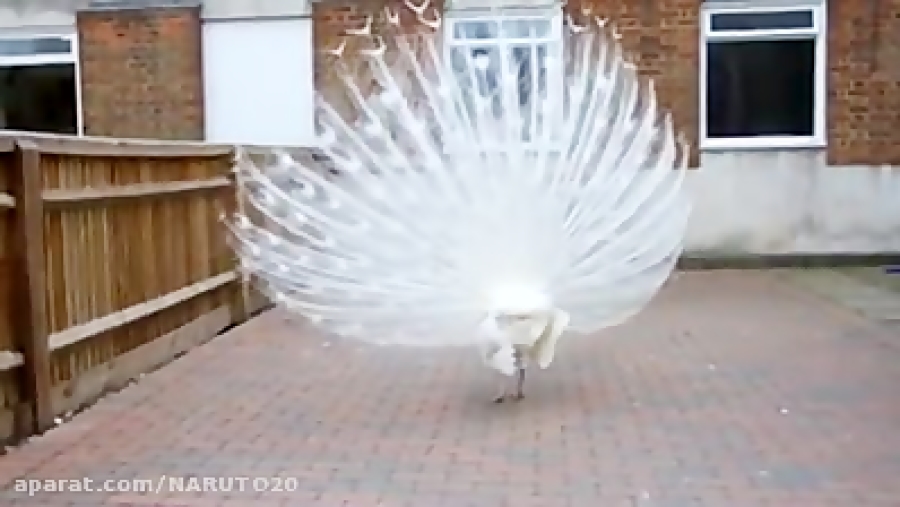فیلم/ پرواز چشم‌نواز پرنده زیبا