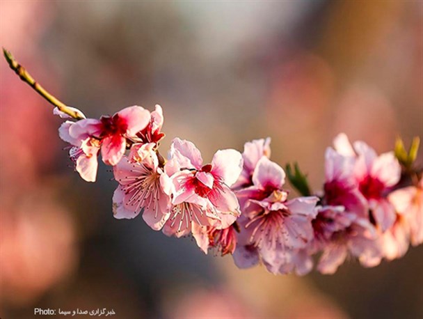 شکوفه های کلزا و درختان زردآلو