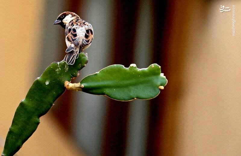 تصاویر منتخب حیات وحش